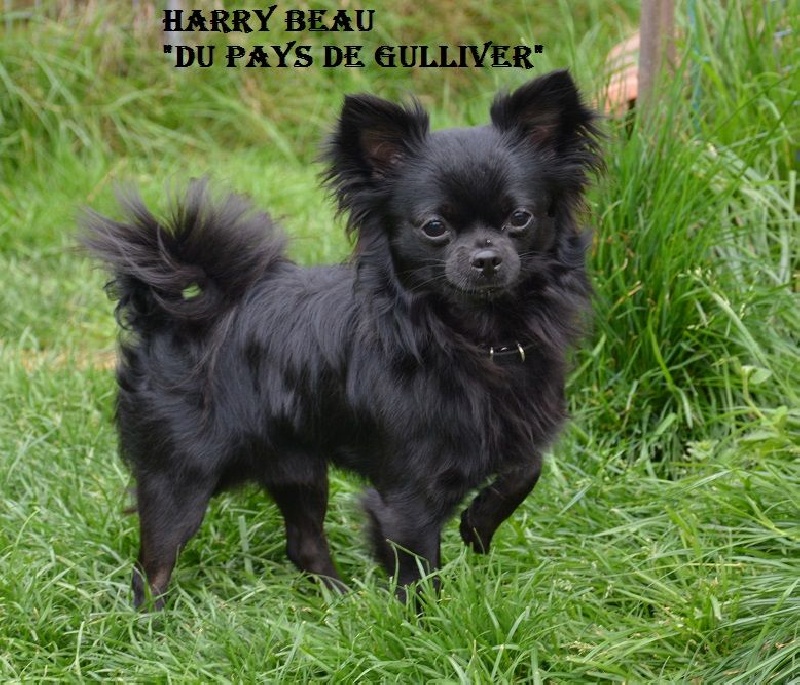Harry beau du pays de Gulliver
