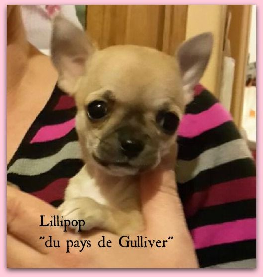 Lillipop du pays de Gulliver