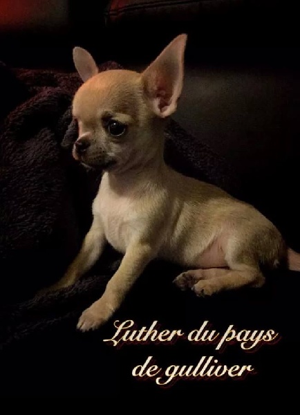 Luther du pays de Gulliver