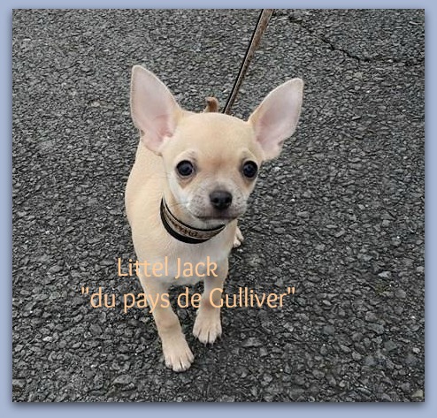 Little jack du pays de Gulliver