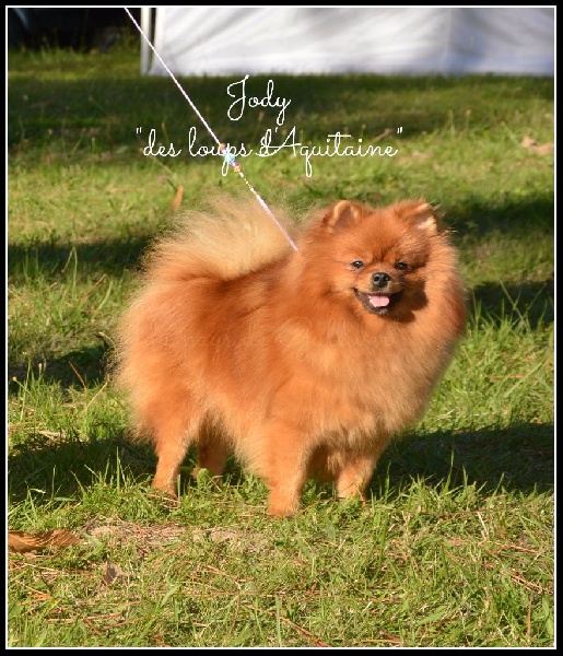 Jody des loups d'Aquitaine
