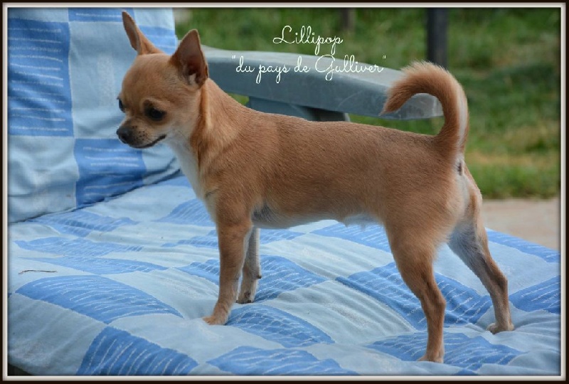 Lilli pop du pays de Gulliver