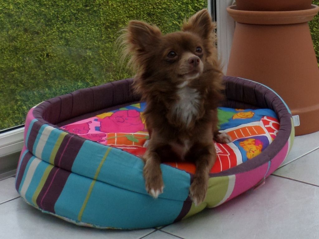 Izor du pays de Gulliver