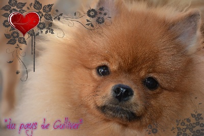 du pays de Gulliver